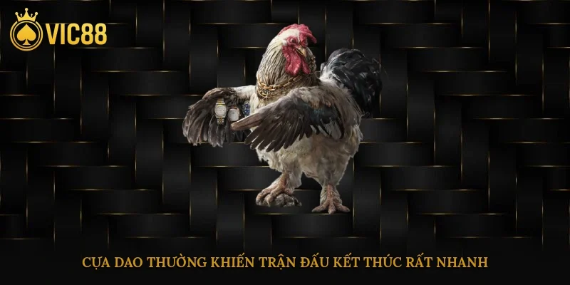 Đá Gà Vic88 – Cá Cược Trực Tuyến Sát Thực Như Trường Gà 2 Cựa dao thường khiến trận đấu kết thúc rất nhanh