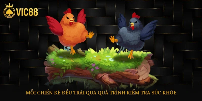 Đá Gà Cựa Sắt – Luật Chơi, Kỹ Thuật Nuôi, Cách Huấn Luyện 3 Mỗi chiến kê đều trải qua quá trình kiểm tra sức khỏe