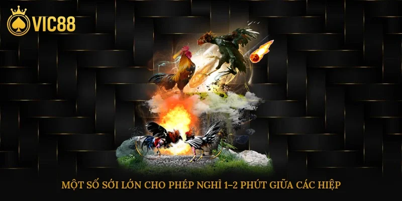 Đá Gà Cựa Sắt – Luật Chơi, Kỹ Thuật Nuôi, Cách Huấn Luyện 4 Một số sới lớn cho phép nghỉ 1–2 phút giữa các hiệp