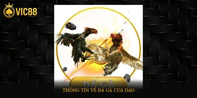 Đá Gà Cựa Dao – Luật Chơi, Kỹ Thuật Gắn Cựa, Cách Chọn Gà 2 Thông tin về đá gà cựa dao