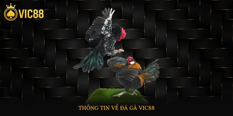 Đá Gà Vic88 – Cá Cược Trực Tuyến Sát Thực Như Trường Gà 1 Thông tin về đá gà vic88