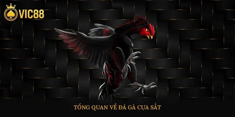 Đá Gà Cựa Sắt – Luật Chơi, Kỹ Thuật Nuôi, Cách Huấn Luyện 2 Tổng quan về đá gà cựa sắt