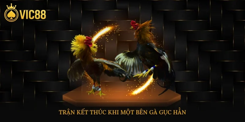 Đá Gà Cựa Dao – Luật Chơi, Kỹ Thuật Gắn Cựa, Cách Chọn Gà 4 Trận kết thúc khi một bên gà gục hẳn, nằm im không phản ứng